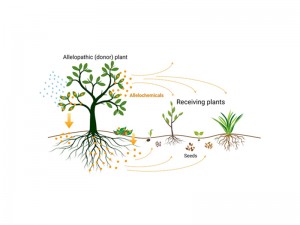 Plants fighting other plants inbioar