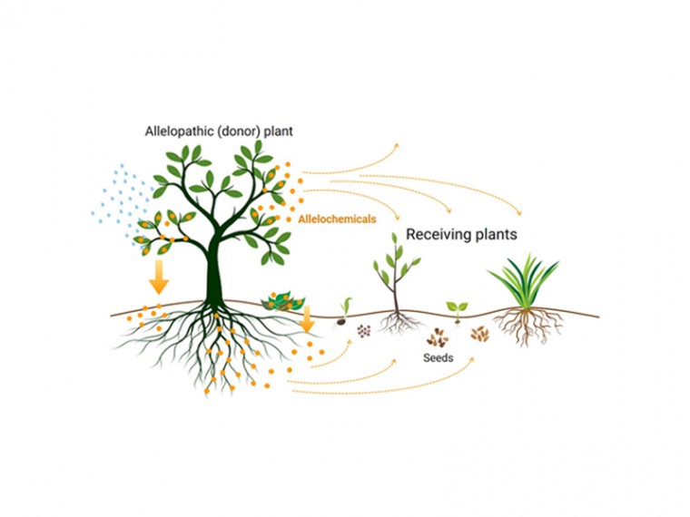 Plants fighting other plants - INBIOAR