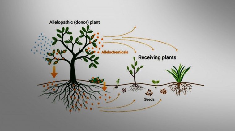 Plants fighting other plants - INBIOAR